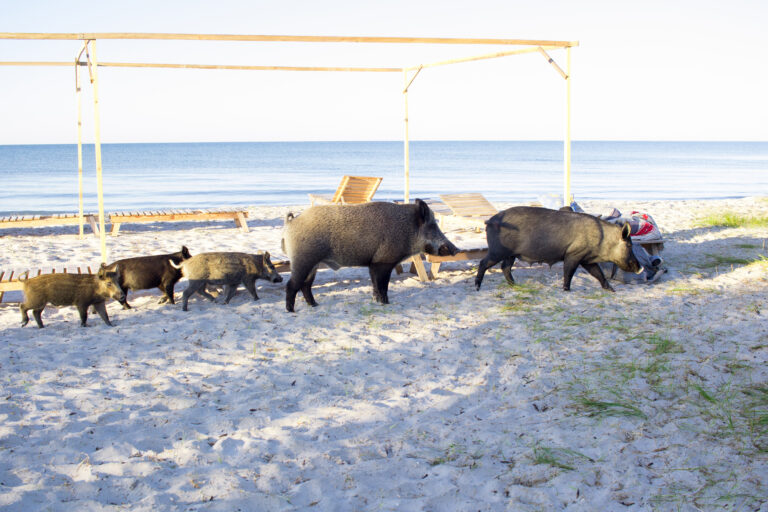 Wild,Pigs,Family,Walk,On,Sea,Beach,Sands