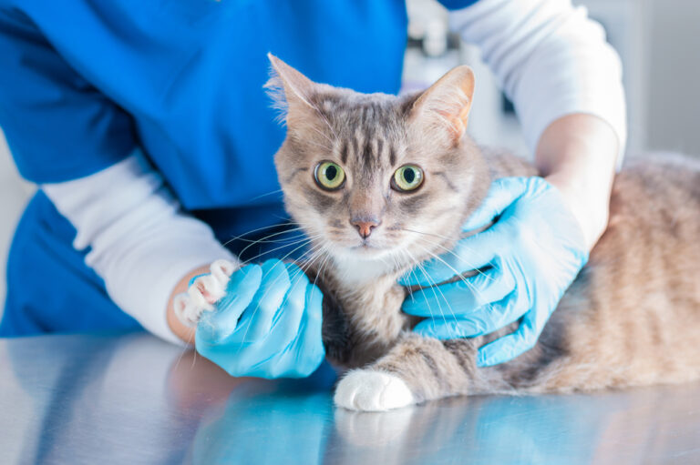 Image,Of,A,Beautiful,Cat,Being,Examined,By,A,Doctor.