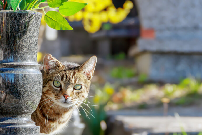 Graveyard,Cat,Hiding,Behind,A,Flower,Pot