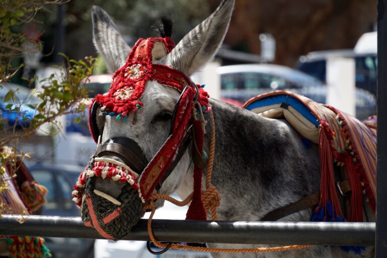 Donkey,In,Mijas,-,Andalusia,Region,,Spain