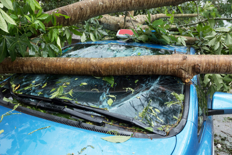 Broken,Tree,Fallen,On,Top,Of,Parking,Car,damaged,Car,After