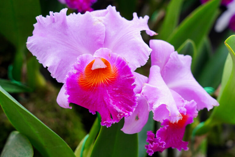 Beautiful,Flowers,In,Singapore