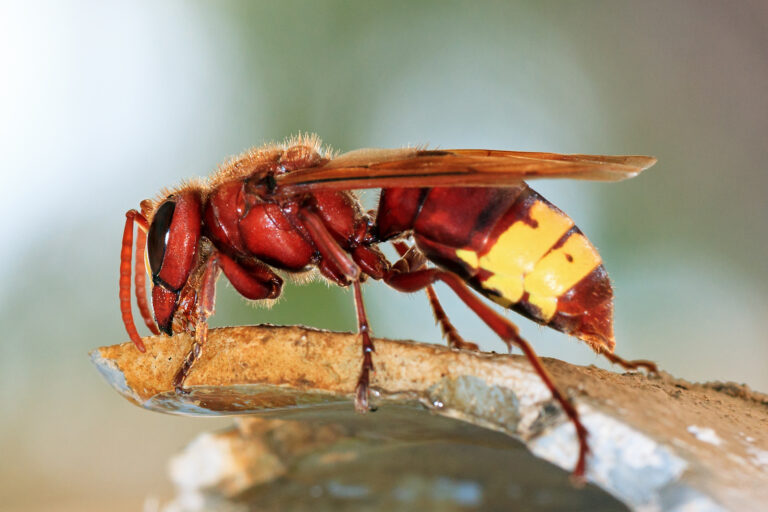 The,Oriental,Hornet,(vespa,Orientalis),,Is,A,Hornet,Which,Looks