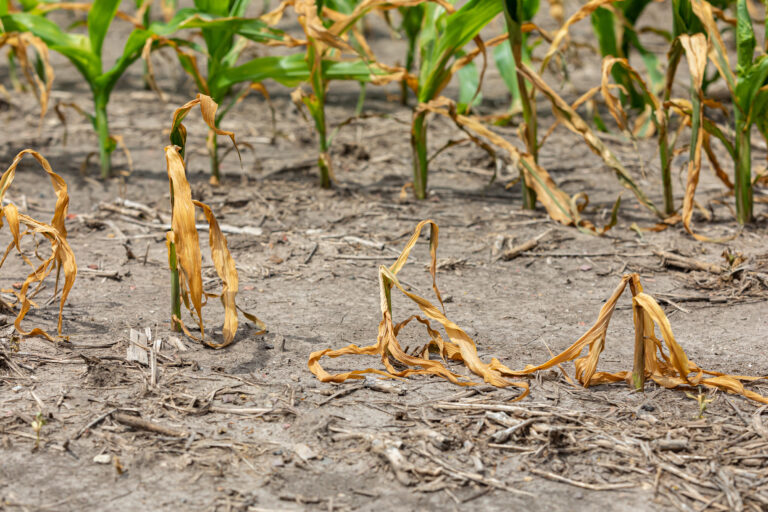 Corn,Plants,Wilting,And,Dead,In,Cornfield.,Herbicide,Damage,,Drought