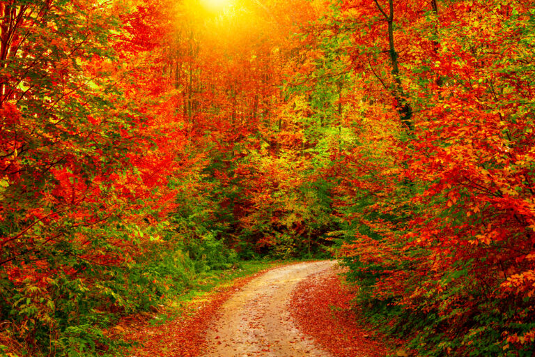 Autumn,Landscape,In,The,Forest.,Footpath,In,The,Forest,In