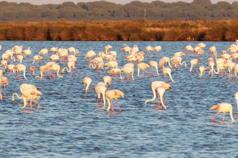 Flamingo,At,DoÒana,Sanlucar,De,Barrameda,Spain