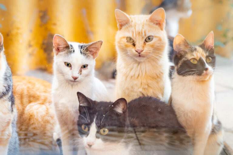 Colony,Of,Cats,Waiting,To,Feed.,Feral,Cats,Living,Outdoors.