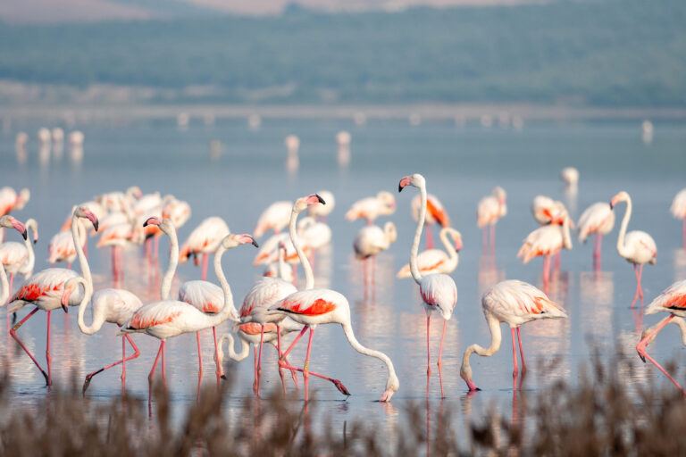 Flamingos,In,Lagoon,Fuente,De,Piedra