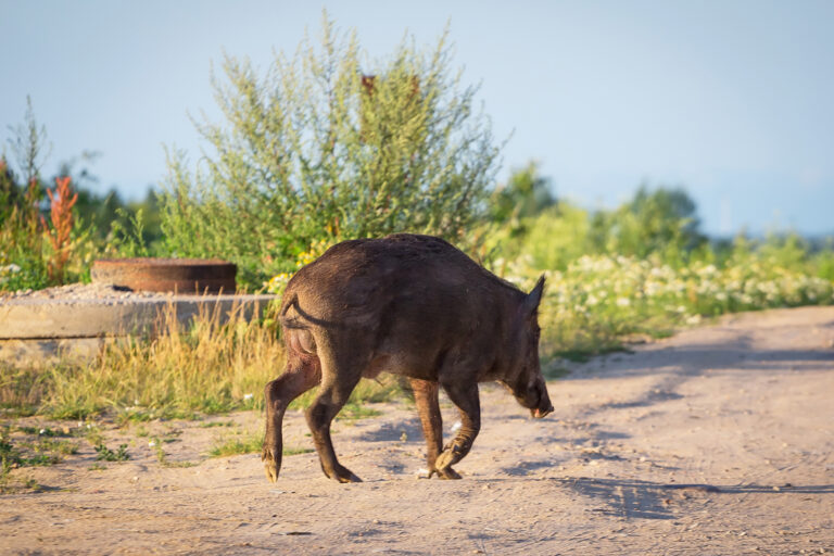 Wild,Boar,On,The,Path,At,Residential,Area