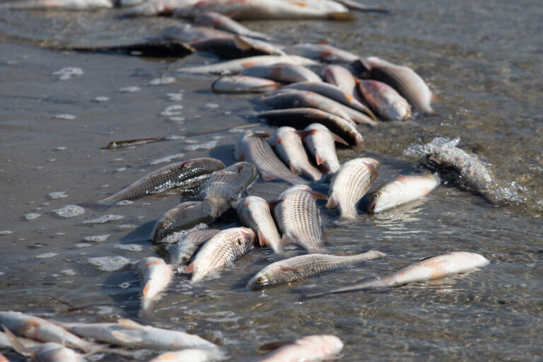 Lot,Of,Dead,Fish,On,The,Shore