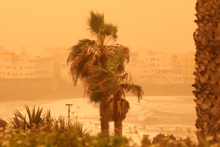 Palm,Trees,And,Buildings,On,The,Beach,Of,Canarian,Island.