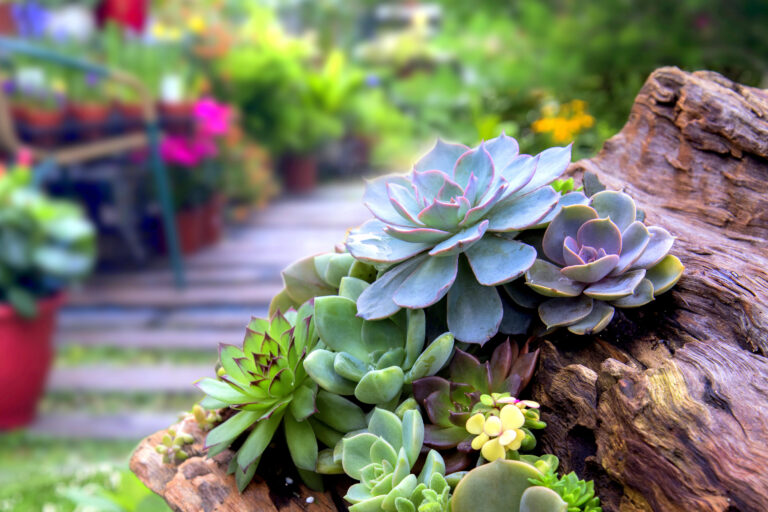 Miniature,Succulent,Plants
