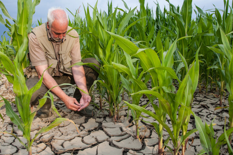 A,Farmer,Examines,The,Parched,Soil,In,His,Corn,Field.