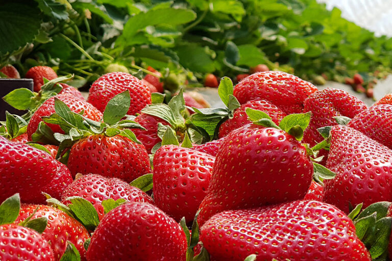 Strawberry,Field,On,Fruit,Farm.,Fresh,Ripe,Organic,Strawberry,In