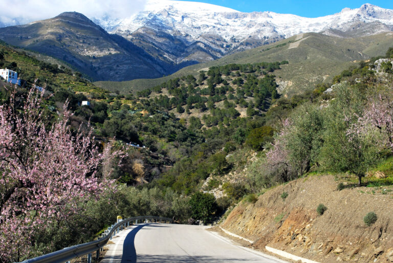 View,Along,Road,Towards,Snow,Capped,Mountains,With,Almond,Tree