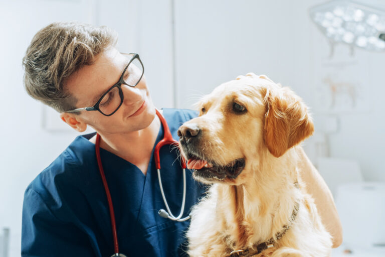 Young,Veterinary,Clinic,Specialist,Petting,An,Obedient,Golden,Retriever,Dog.