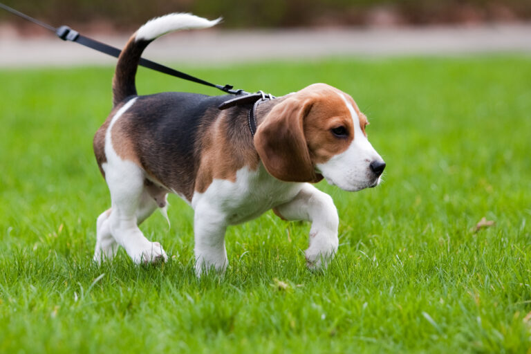 Beagle,Dog,On,The,Scent.,Green,Grass.