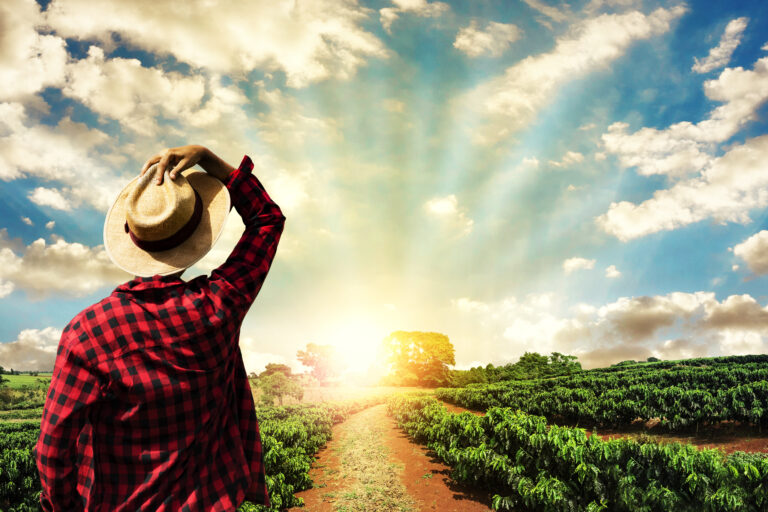 Farmer,Working,On,Coffee,Field,At,Sunset,Outdoor