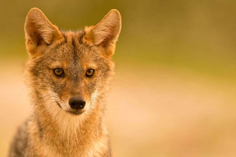 European,Golden,Jackal
