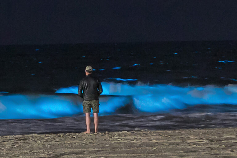 Bioluminescence,Waves,In,Beach,Blue,Fluorescent,Waves,From,Bioluminescent,Plankton