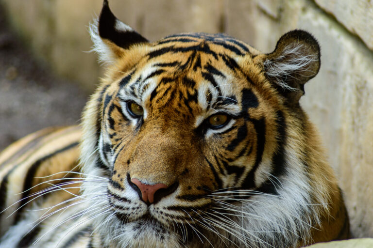 Tiger,In,The,Bioparc,Of,Fuengirola,,Malaga