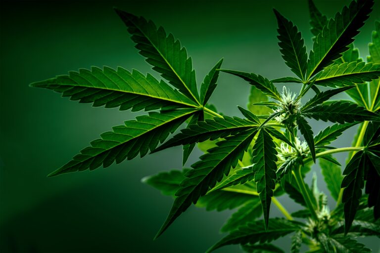 Cannabis,Plant,With,Green,Leaves,And,White,Flowers.,Growing,Organic