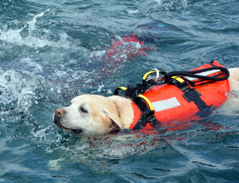 Dog,Lifeguard,Who,Work,With,The,Italian,Coast,Guard,,And