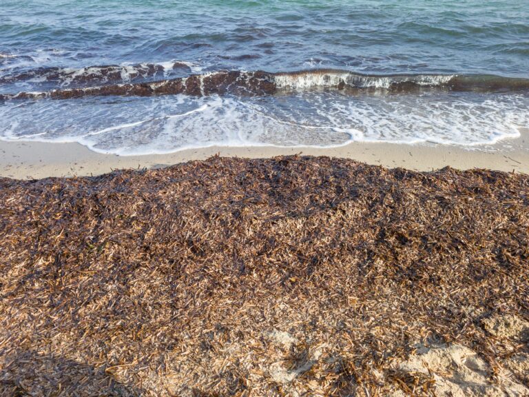 Clumps,Of,Posidonia,Algae,Are,Deposited,On,The,Beach,,Protecting