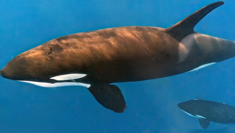 An,Adult,Male,Killer,Whale,(orcinus,Orca),In,The,Sea