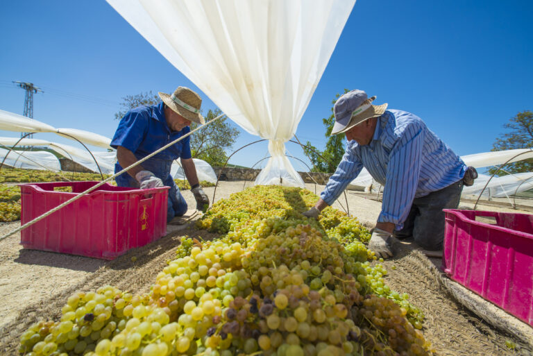 Jerez,De,La,Frontera,,Spain,-,August,21:,Farm,Worker