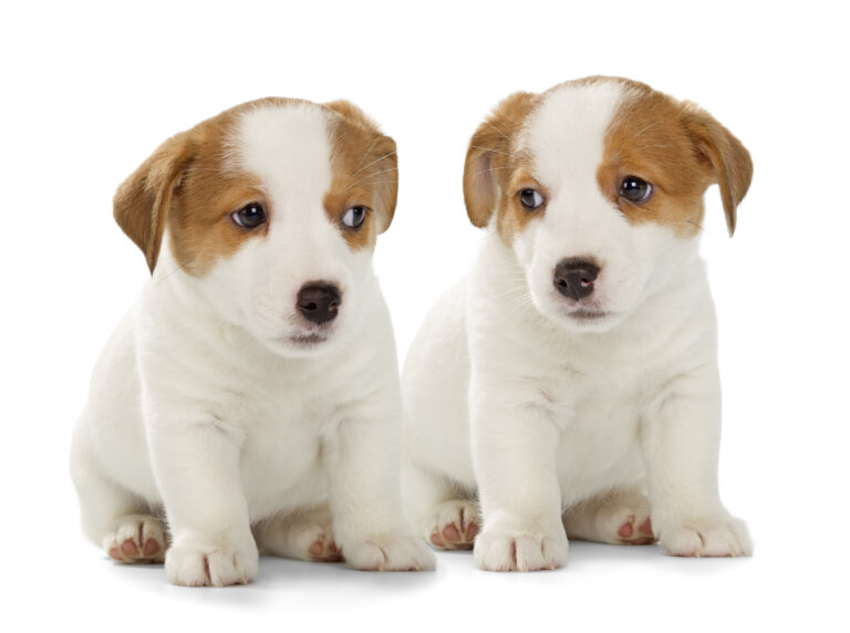 Two,Jack,Russell,Terrier,Puppies,Isolated,On,White,Background.,Front