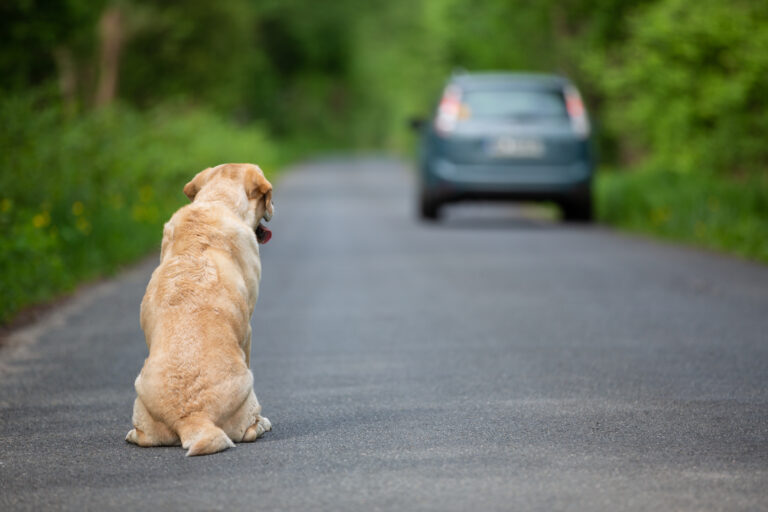 Abandoned,Dog,On,The,Road
