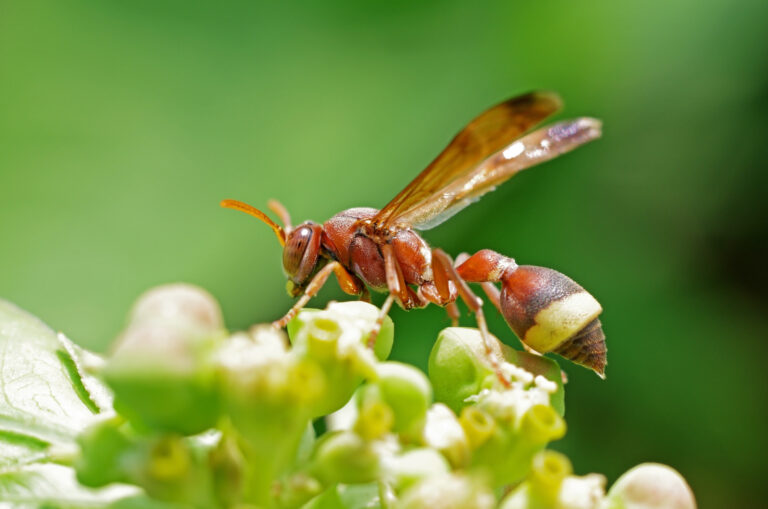 Wasp,Is,Staying,On,The,Flower,Bud