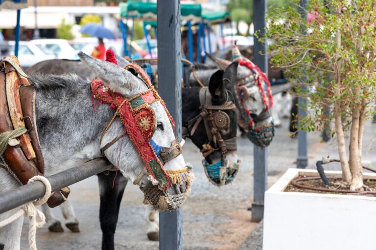 Row,Of,Donkey,Taxis,On,The,Village,Of,Mijas,,Spain.