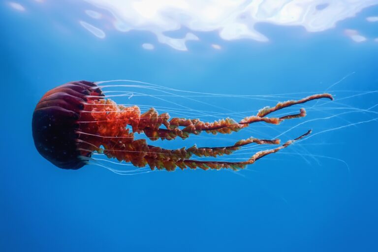 Red,Jellyfish,Dancing,In,The,Blue,Ocean,Water,,Compass,Jellyfish,