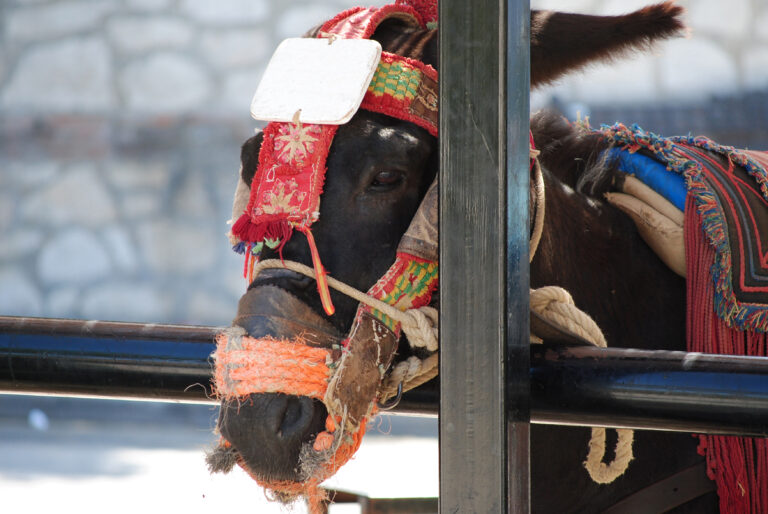 Donkey,In,Mijas.,Andalusia,,Spain.