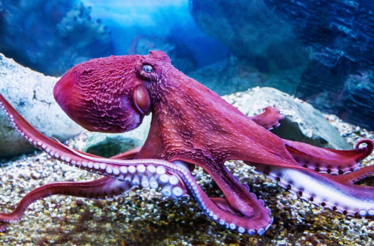 Doflane's,Octopus,Is,A,Bright,Lilac,Color,With,Tentacles,And