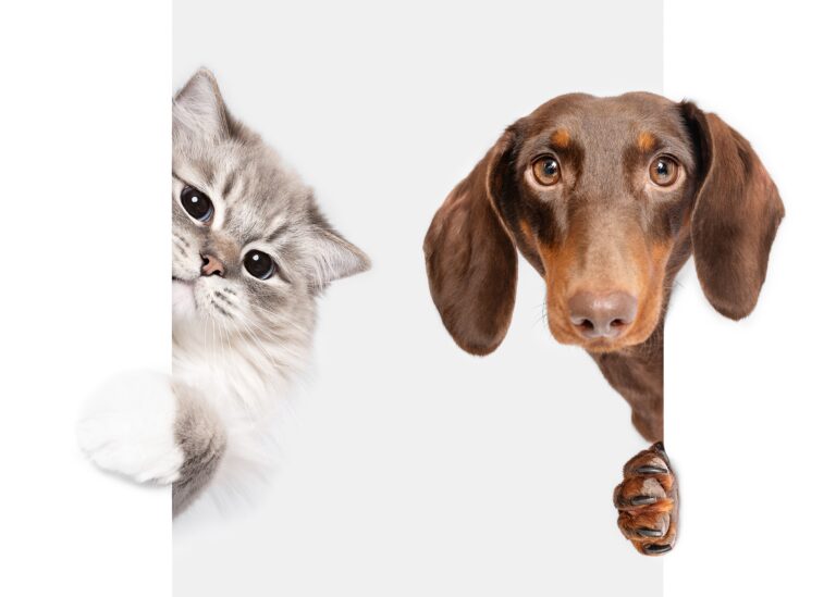 Dachshund,Dog,And,Ragdoll,Cat,Best,Friends,Peeking,On,White