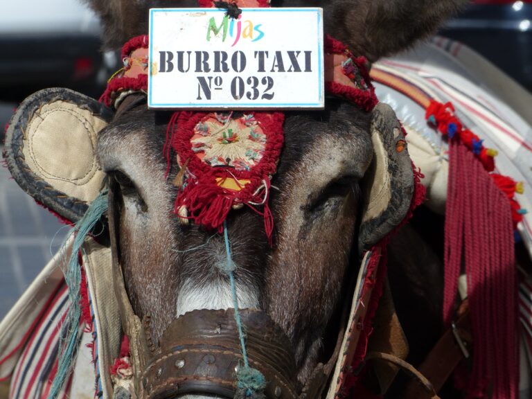 Donkey,Taxi,Number,032,,A,Major,Attraction,For,Visitors,In