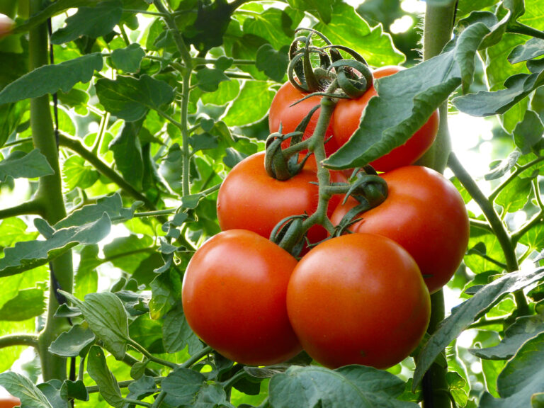 A,Ripe,Tomato,Branch,In,Your,Plant,,In,A,Greenhouse