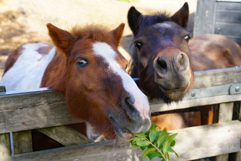 A,Horse,Peeking,Its,Head,Above,A,Wooden,Fence