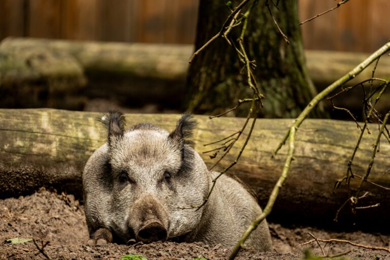 A,Wild,Boar,Stands,Alert,In,A,Dense,Forest,,Its