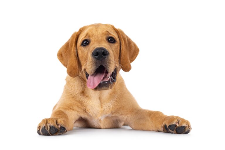 Handsome,3,Months,Old,Labrador,Dog,Puppy,,Laying,Down,Facing