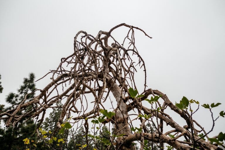 Mystic,Dried,Tree,With,Zigzag,Branches,,Dramatic,Cloudy,Weather.,Tenerife,