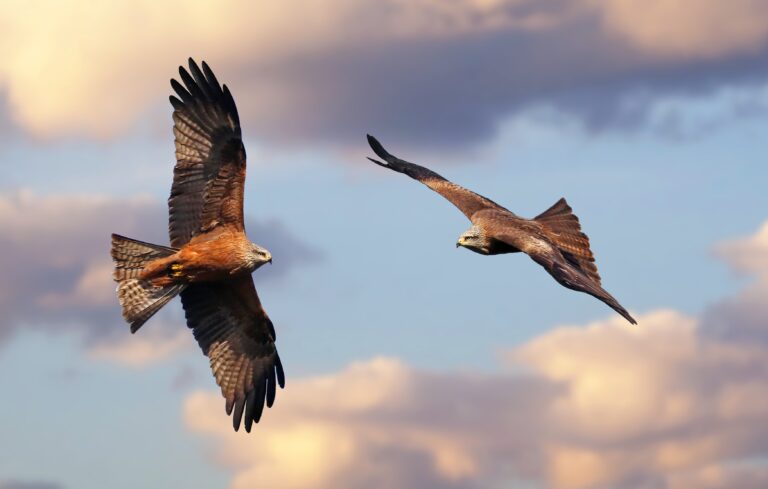 Couple,Of,Beautiful,Kites,(milvus,Milvus,And,Milvus,Migrans),In
