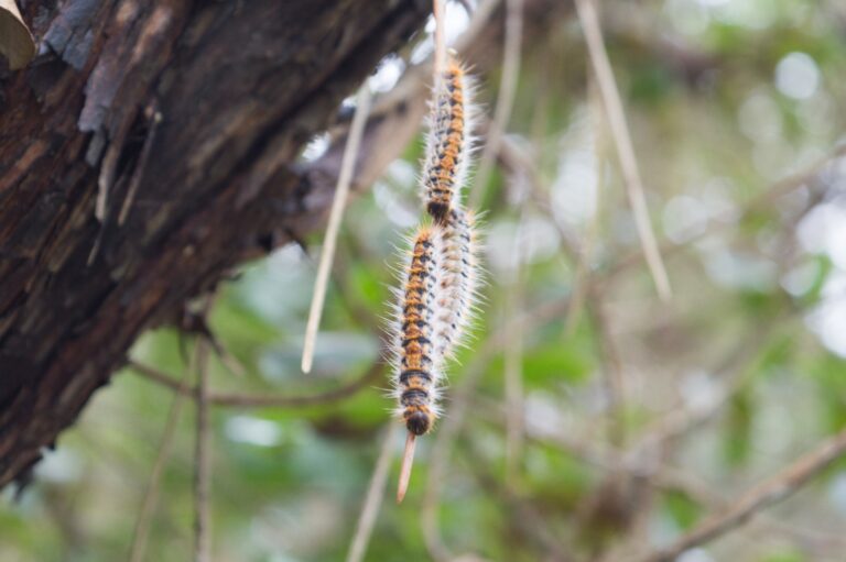 Processionary,Caterpillars,In,The,Forest