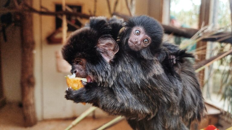 Mother,And,Baby,Goeldi,Monkey