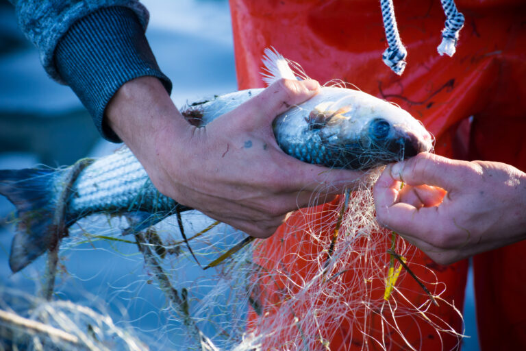 Fisherman,While,Cleaning,The,Fishnet,From,The,Fish,At,Sunrise