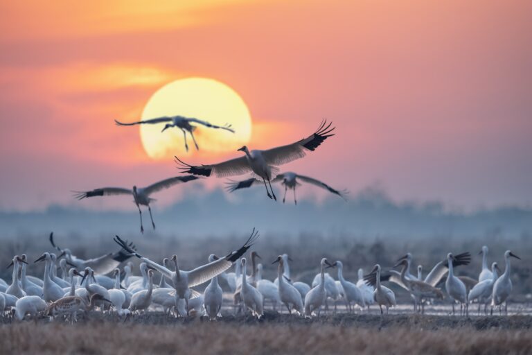 Beautiful,Migratory,Bird,Scenes,,A,Flock,Of,The,Siberian,White