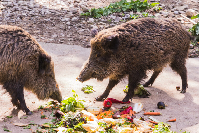 Several,Jabalies,Eating,Fruits,And,Vegetables